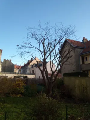Paysagiste pour la taille d'un petit arbre à fleurs sur Le Havre 76
