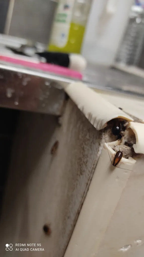 Stoppez la prolifération des cafards et sécurisez vos espaces à Bron. Porteurs de nombreuses bactéries, les cafards représentent un risque sanitaire majeur, que ce soit pour votre famille ou pour la réputation de votre commerce. Cette image montre une int