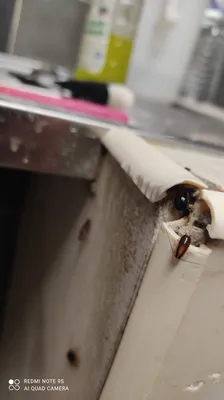 Stoppez la prolifération des cafards et sécurisez vos espaces à Bron. Porteurs de nombreuses bactéries, les cafards représentent un risque sanitaire majeur, que ce soit pour votre famille ou pour la réputation de votre commerce. Cette image montre une int