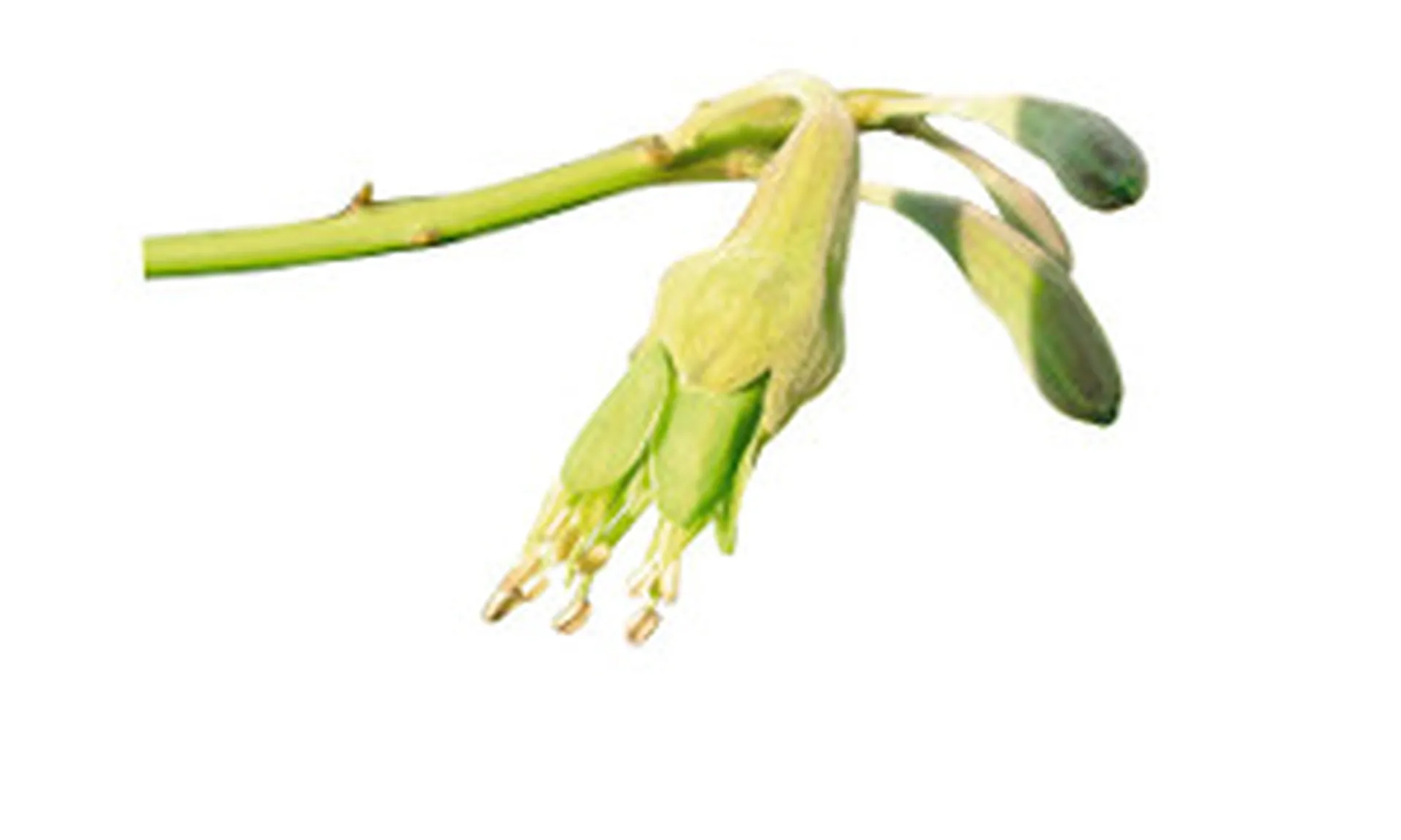 griffonia en pharmacie marseille