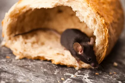 Souris