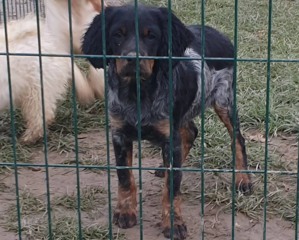 EPAGNEUL BRETON  CHIOTS L.O.F. à Avignon