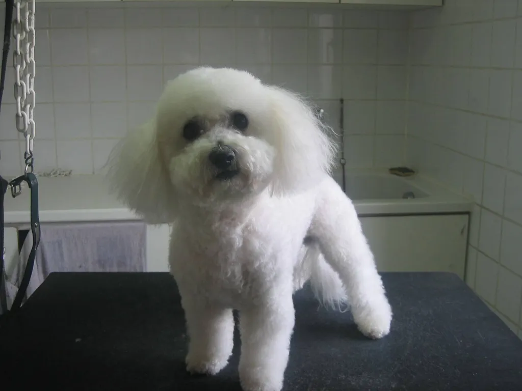 Toilettage pour Bichon Frisés dans le 84