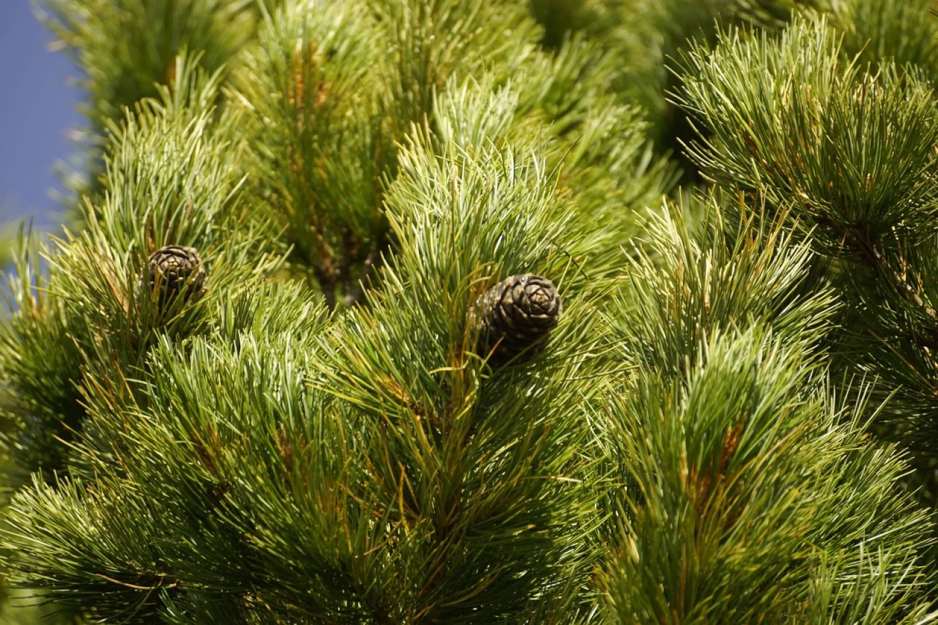 Taille de rabattage dans le Vaucluse pour couper une haie de cèdre trop haute