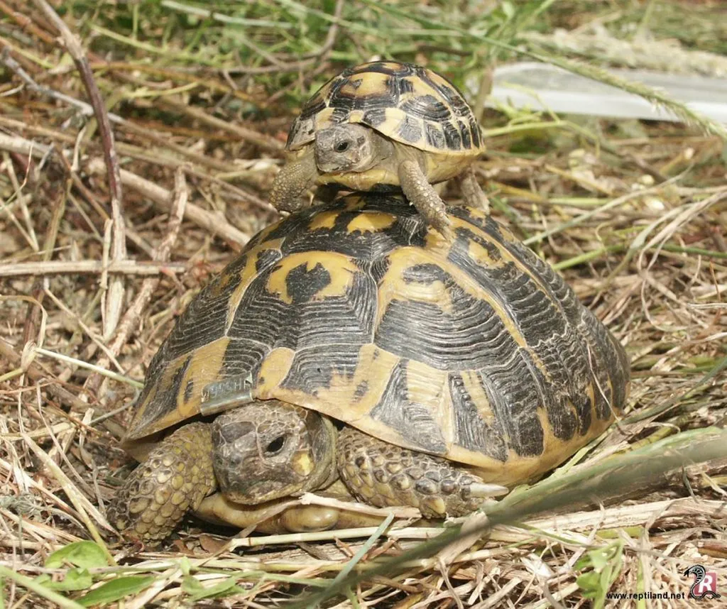 tortue hermann à marseille 13007
