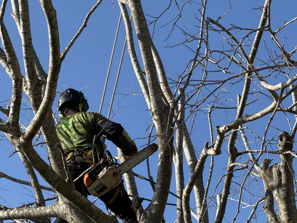 élagage du micocoulier à Hyeres