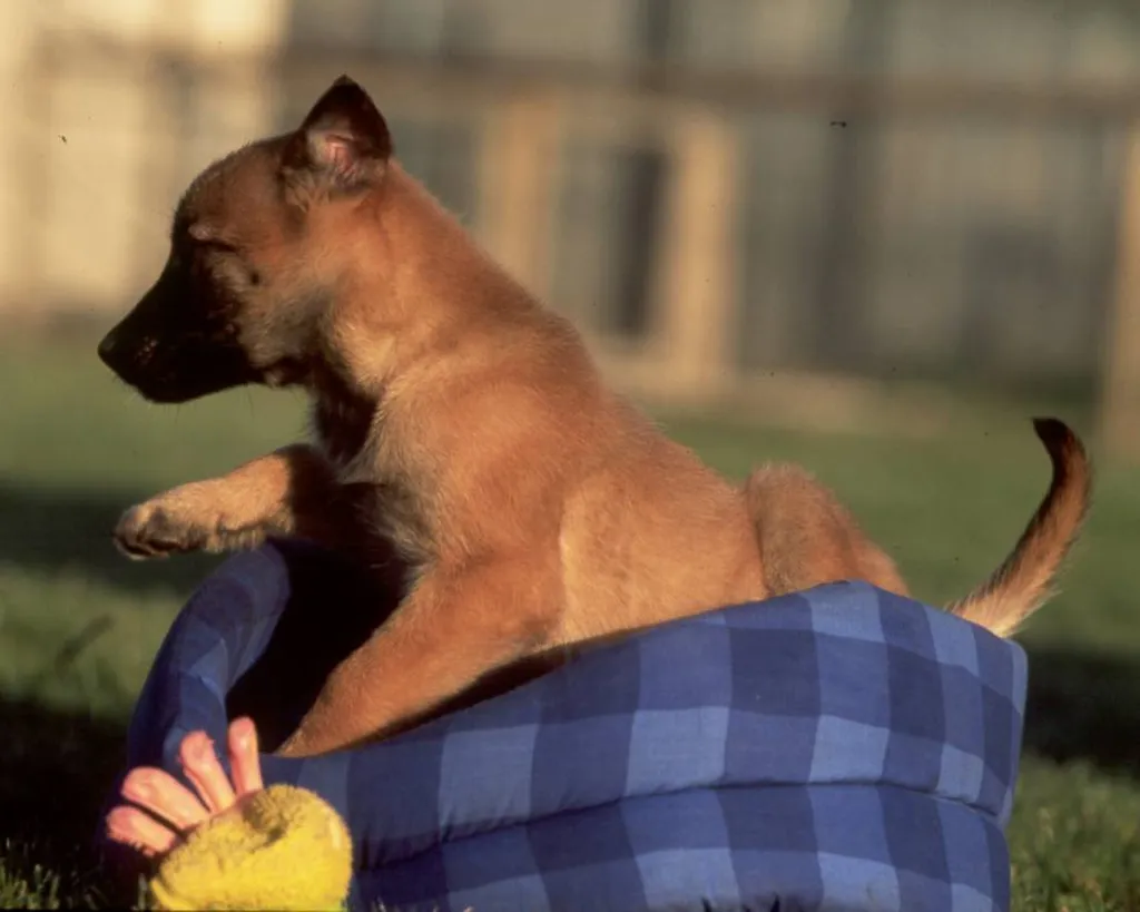 Chien de race Berger Belge Malinois, chien de garde dans le Vaucluse à Avignon