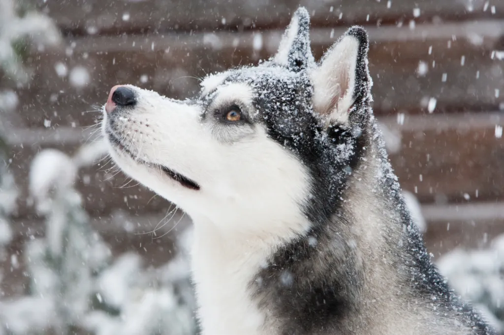 Valérie Guillet accompagne les fugues répétées chez le Husky à Paris, grâce à la constellation animale intuitive.