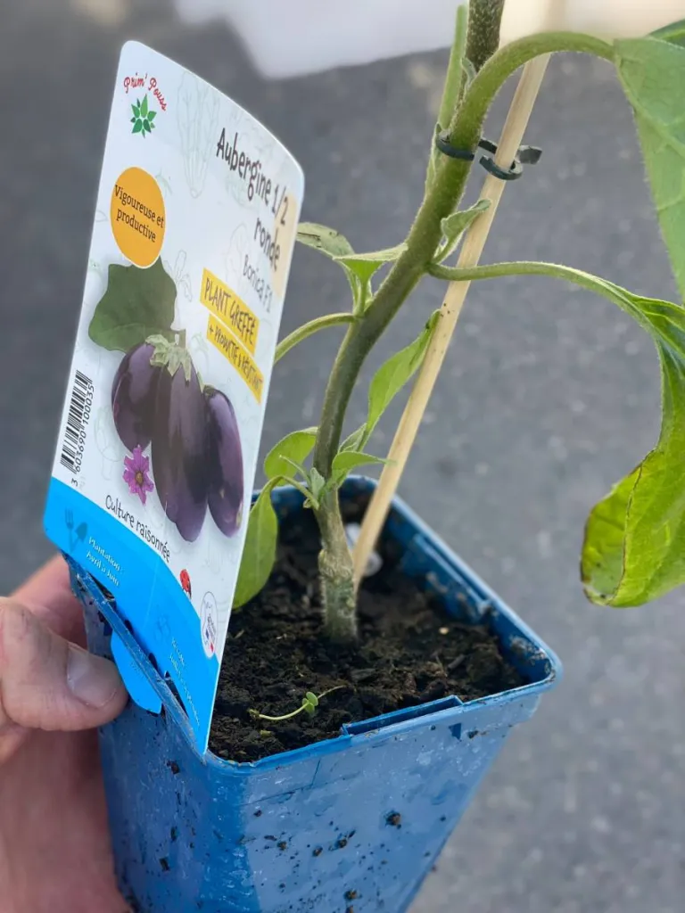 Plan greffés à Aix-en-Provence