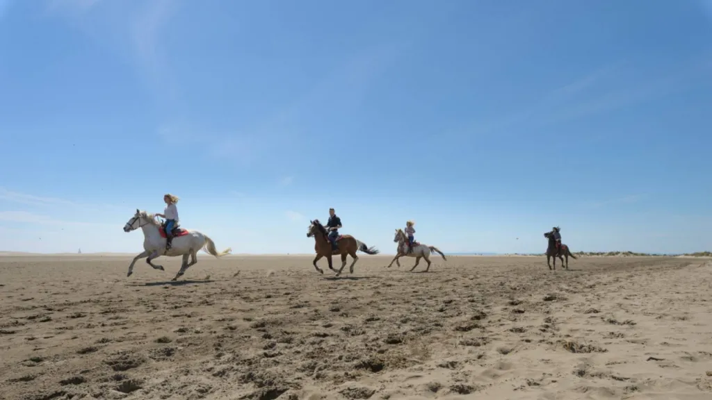 Balade à cheval de 2h sportives pour cavalier confirmé en Camargue