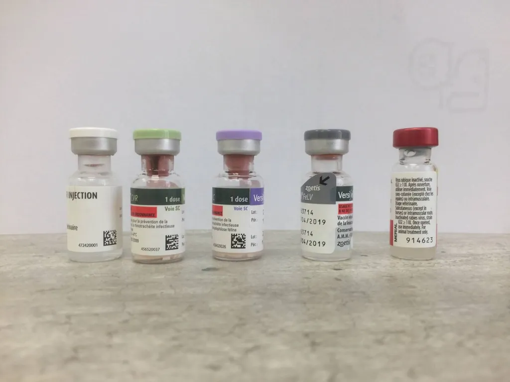 vacciner son chat sur Toulon