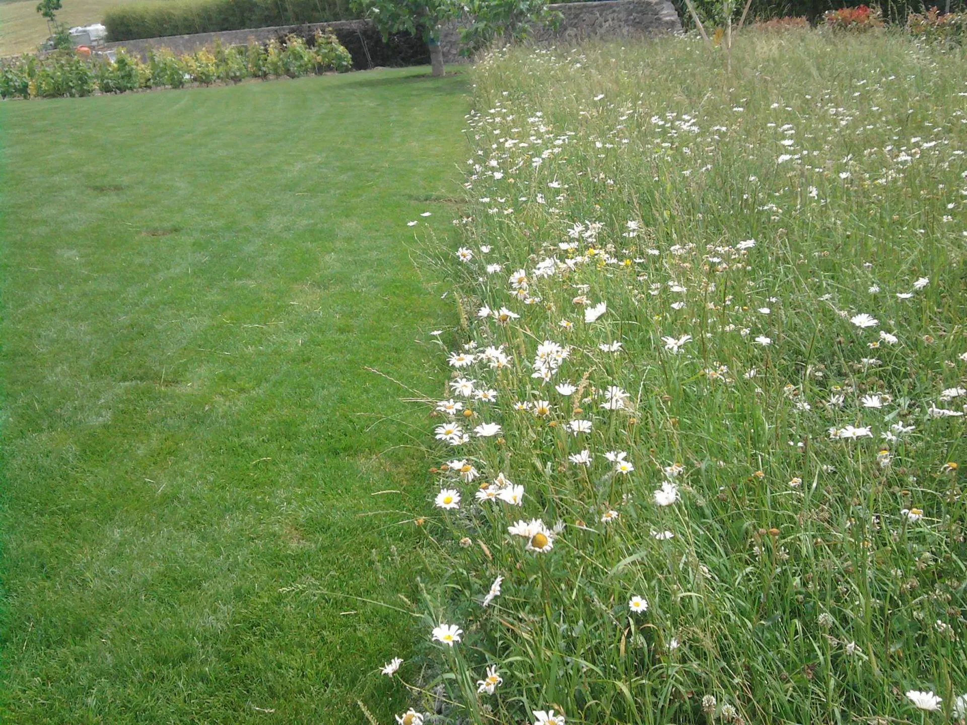 gazon et prairie fleurie
