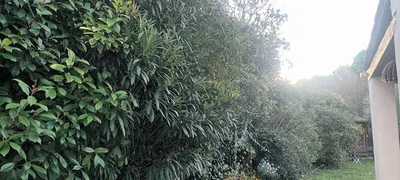 Tailles haie et Oliviers dans le 12ème à Marseille. 