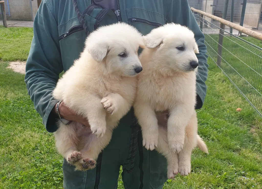 BERGER BLANC SUISSE LOF ELEVAGE DU PALAIS DES PAPES