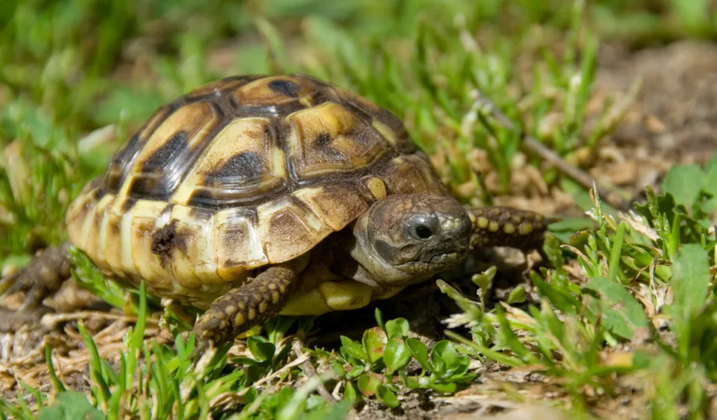 préparer l'hibernation de sa tortue à marseille