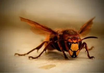 Identifiable à ses pattes jaunes et son thorax sombre, le frelon asiatique n'est pas un simple insecte volant, mais une menace territoriale agressive. Lorsqu'un spécimen butine ou prélève du bois sur vos arbres, son nid primaire ou secondaire se trouve à 