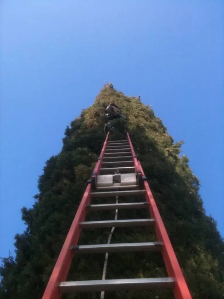 Elagage d'un Cyprés de Provence par le paysagiste Rouvier Romain.