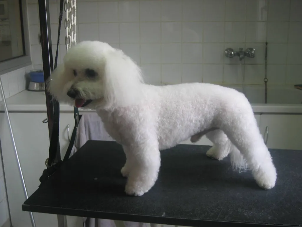 Toilettage pour Bichon Frisés dans le Vaucluse