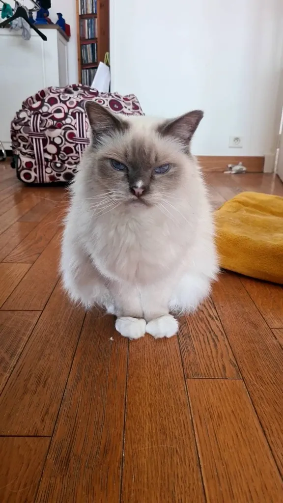 garde de chats  à Lyon