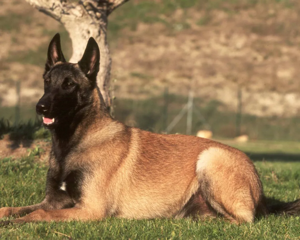 CHIOTS BERGER BELGE MALINOIS VAUCLUSE
