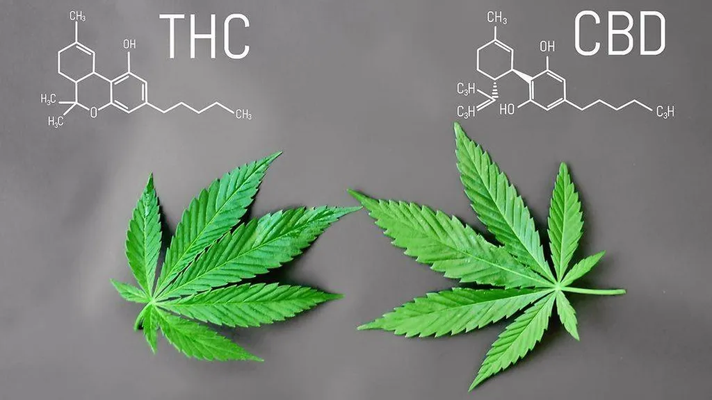 Découvrez le CBD en vrac au détail