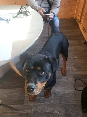 molosse chien de categori 1 et 2