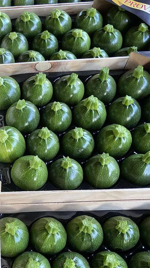 Courgettes rondes vertes