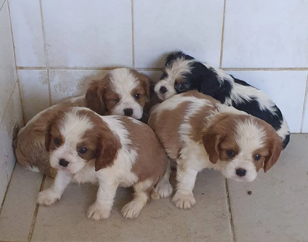 CHIOT CAVALIER KING CHARLES VAUCLUSE