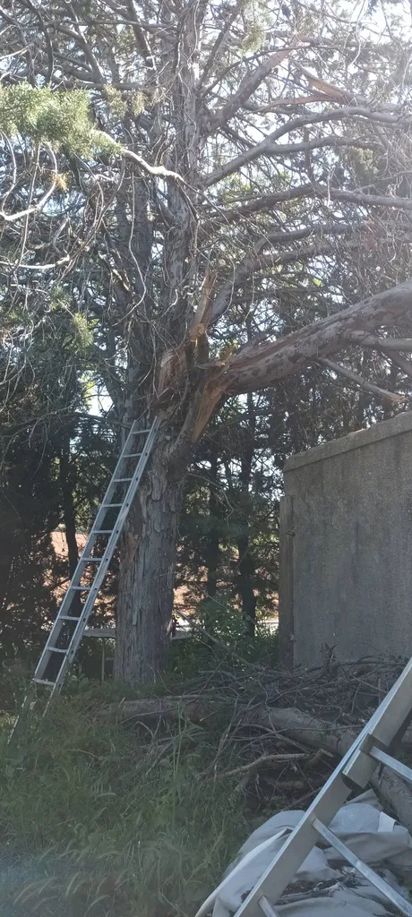 Élagage Marseille 13009