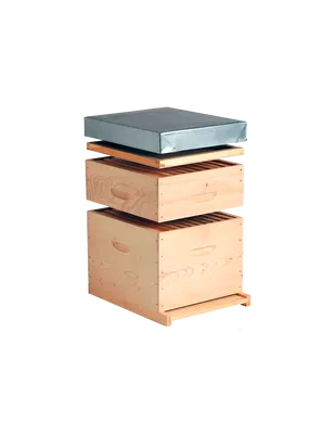 Ruche Dadant modèle de référence pour apiculture élevage des abeilles développement des colonies production de miel apiculteurs amateurs et professionnels