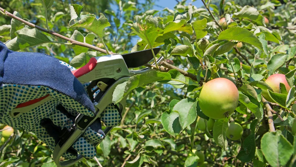 Plantation d’arbres fruitiers, oliviers et palmiers par un paysagiste professionnel pour jardin méditerranéen dans les environs de Montpellier