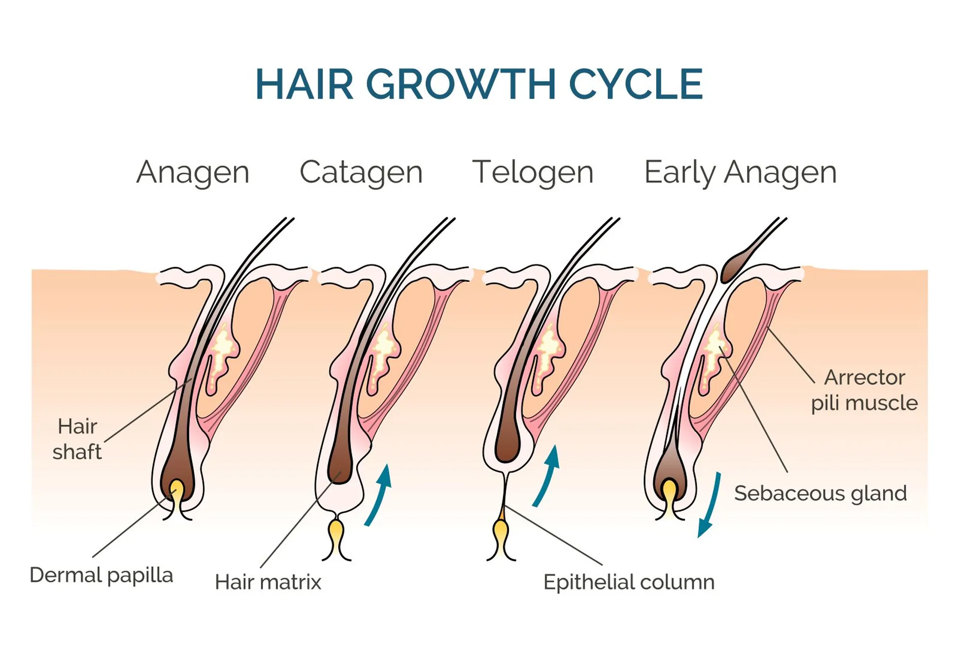 seances epilation laser definitive efficace castanet