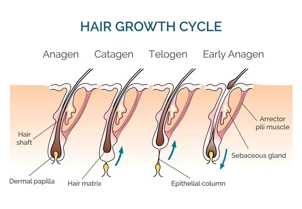 seances epilation laser definitive efficace castanet