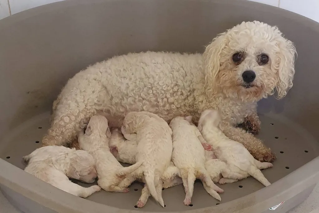 Vente de chiots bichon frisés à l'élevage à Avignon