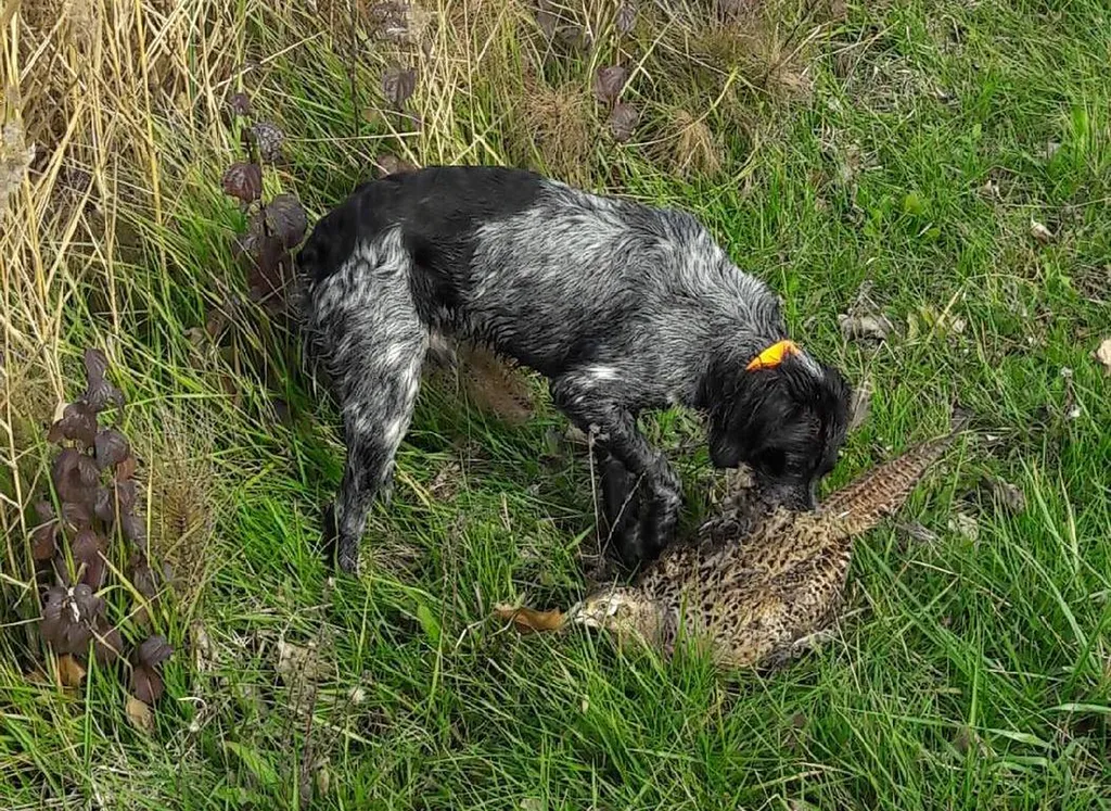 Chiot Epagneul Breton LOF Vaucluse