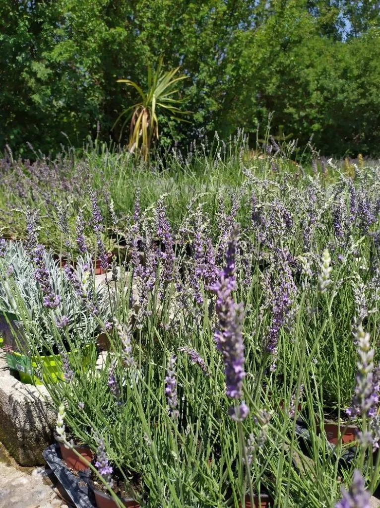 La Lavande à Eguilles 