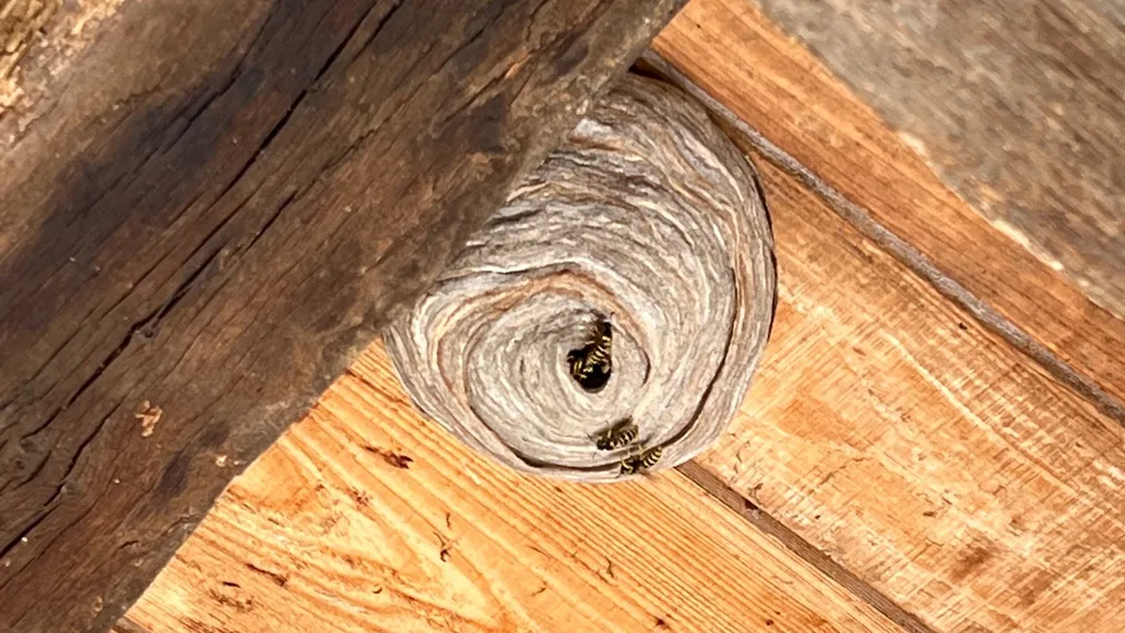 Traitement nid de guêpes germanique sur la commune de La Ciotat dans les Bouches-du-Rhône  (13)