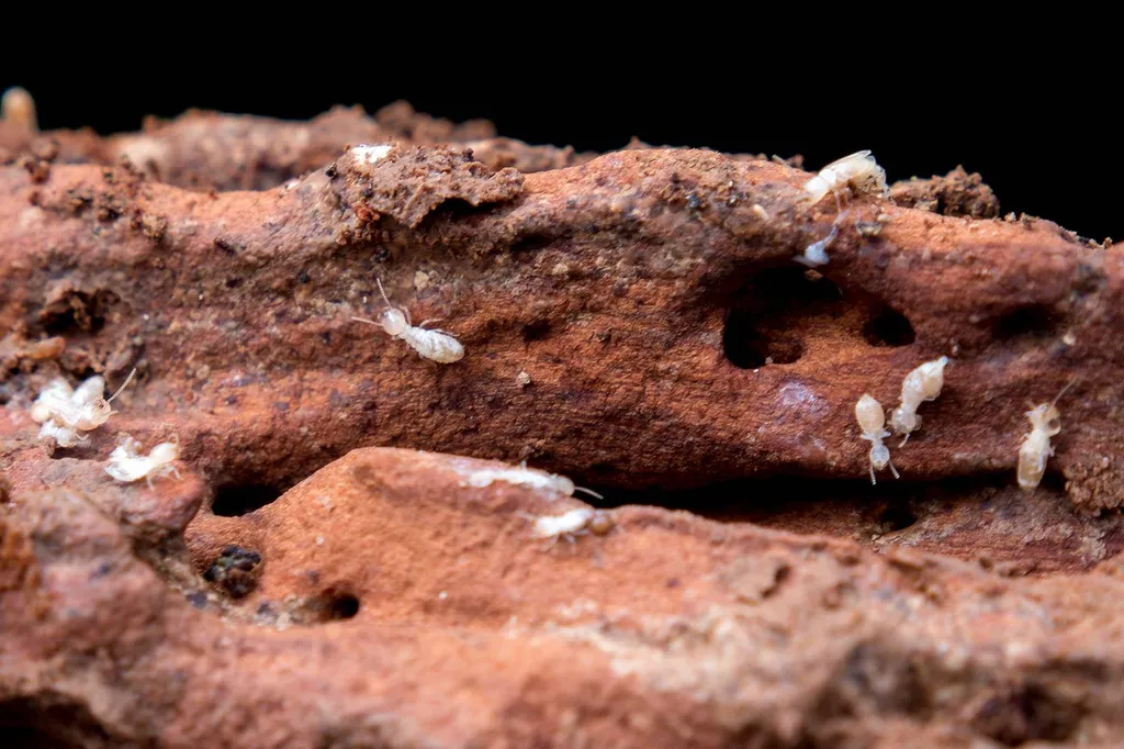 LES TERMITES