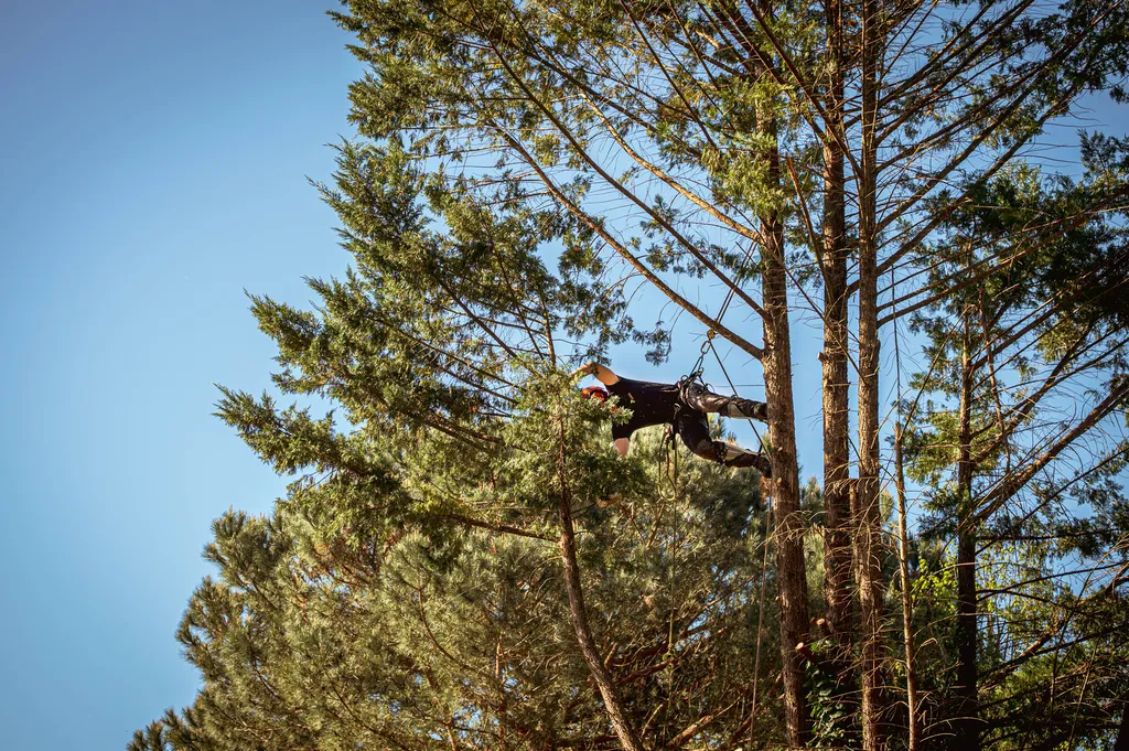 Alexis ANAT, élagueur grimpeur