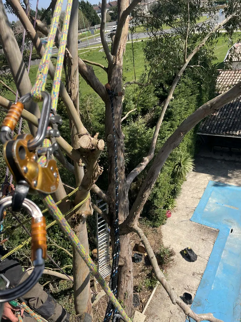 Pose de hauban sur arbre 