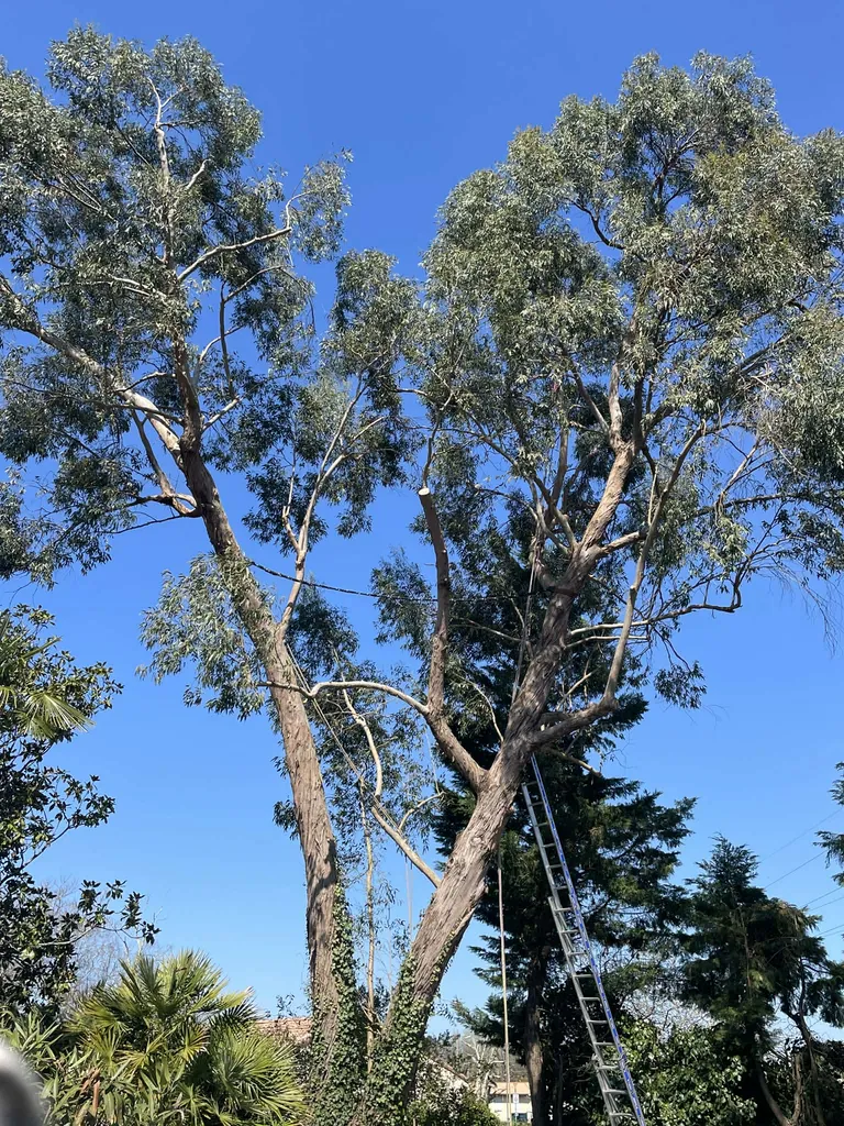 Haubanage par Alexis Anat