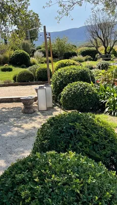 Taille d’hiver à Oppède (84) réalisée par notre entreprise BÔ GARDENS