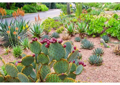 Conception de jardin méditerranéen sans arrosage à Gordes