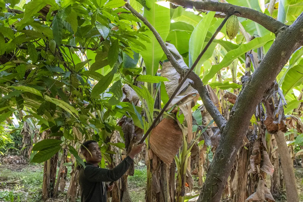 La Plantation Terrakoa, au cœur du Sambirano