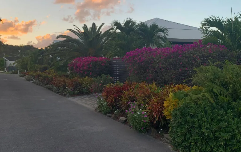 Création de clôtures végétales naturelles à Avignon (Vaucluse)