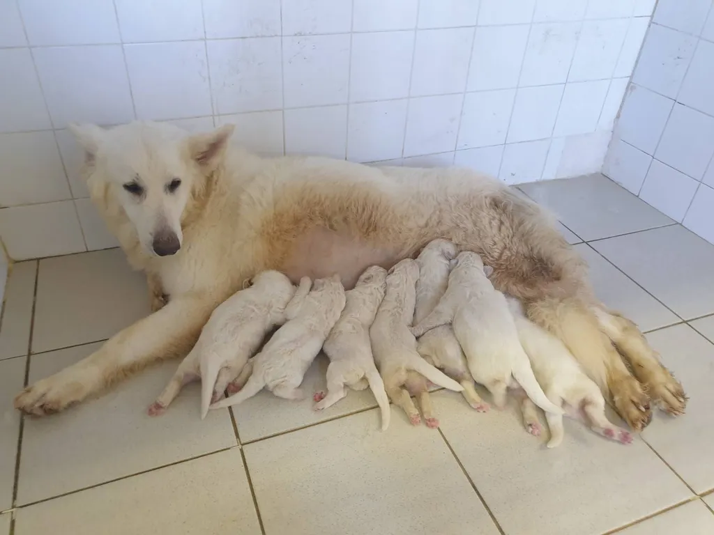 BERGER BLANC SUISSE MAÏNE AVEC CES CHIOTS