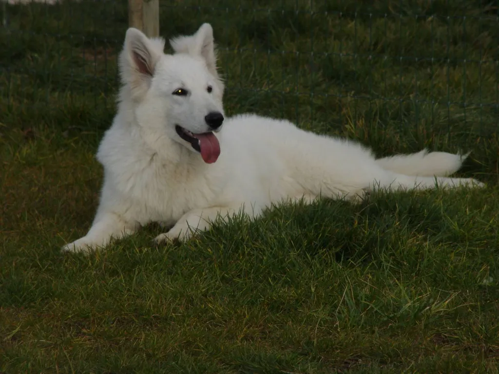 berger blanc suisse adulte male