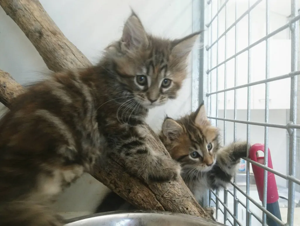 Chatons Maine Coon au LOOF de l'élevage du Palais des Papes