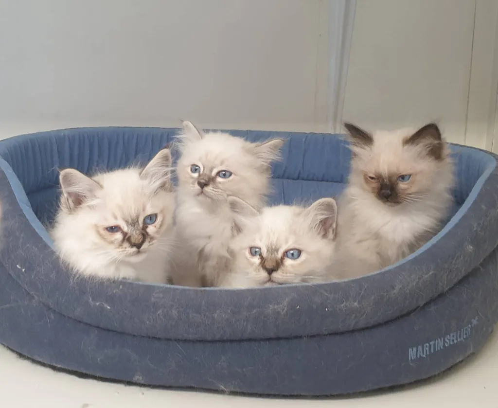 Chatons Sacrés de Birmanie en PACA