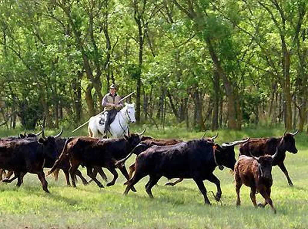 camping familial vias